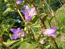Campanula trachelium. Nettle leaf bellflower 250 seeds