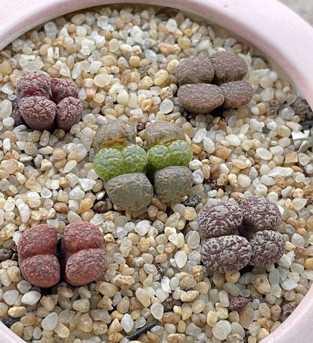 Mixed conophytum pellucidum - conophytum,