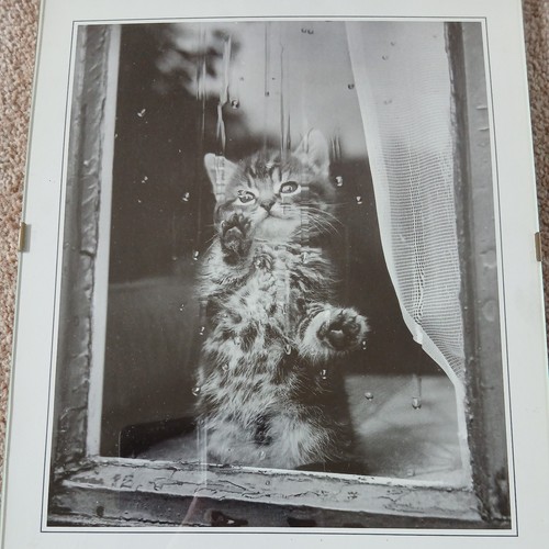 Framed adorable kitten - adorable, animal