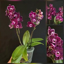 Compat Phalaenopsis Burgundy