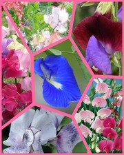 SWEET PEA Seeds SELECTION -