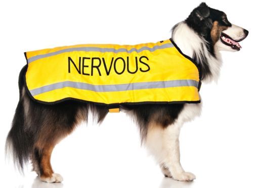 Pet dog coats nervous - dog, yellow