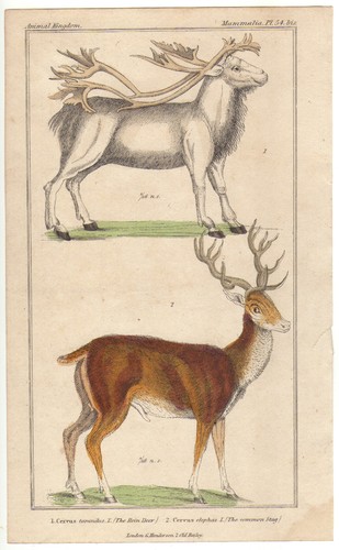 Stag rein deer - rein,