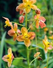 Epimedium × warleyense 9cm Pot Warley Barrenwort
