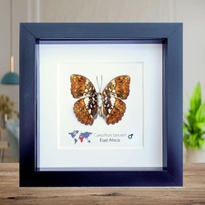 Cymothoe beckeri, the white