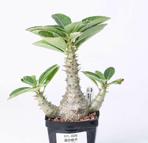 Pot 5cm rare pachypodium - pot, 8.5cm