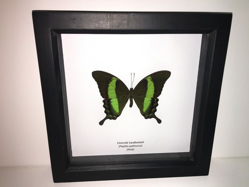 Emerald swallowtail butterfly - emerald,