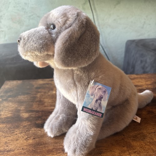 Weimaraner dog fine - dog,