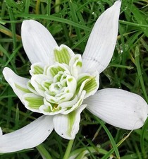 10 DOUBLE SNOWDROPS IN THE