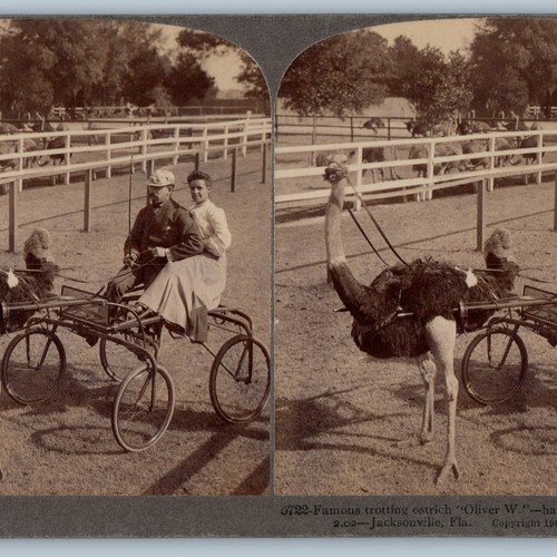 1905 jacksonville trotting - fl,