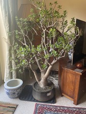 Large Healthy Lucky Jade Money Plant 152cm Tall 110cm Wide