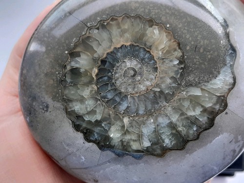 Large polished ammonite - polished,