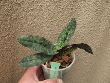 Rare  Paphiopedilum malipoense
