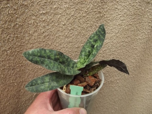 Rare paphiopedilum malipoense - paphiopedilum,