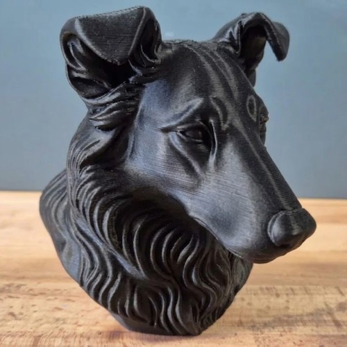 Smooth collie dog bust home - smooth,