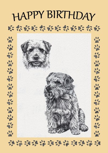 Norfolk terrier dog - norfolk,