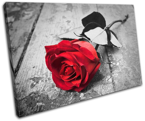 Roses flowers love - flowers,