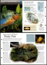 South American Cichlid #43 Fish - Discovering Wildlife Fact File Fold-Out Card