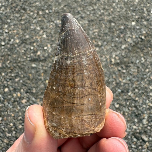 Large mosasaur tooth fossil - large,
