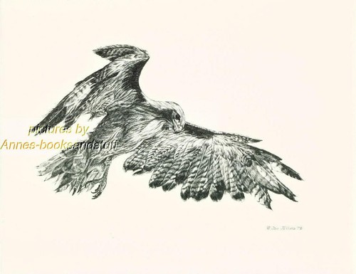 191 red tail - #191, wild