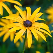 Rudbeckia Goldsturm Coneflower