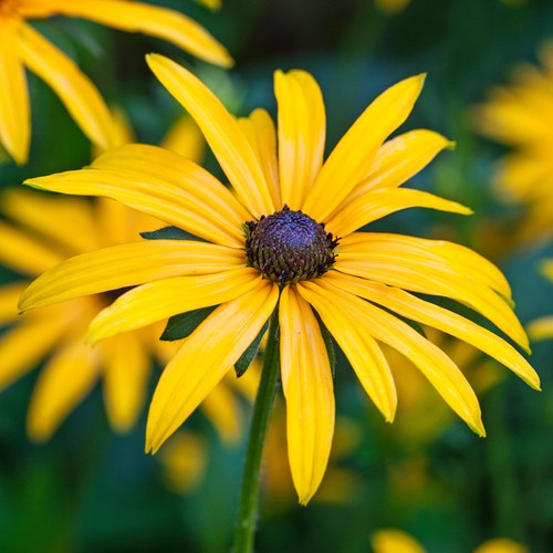 Rudbeckia goldsturm coneflower - rudbeckia,