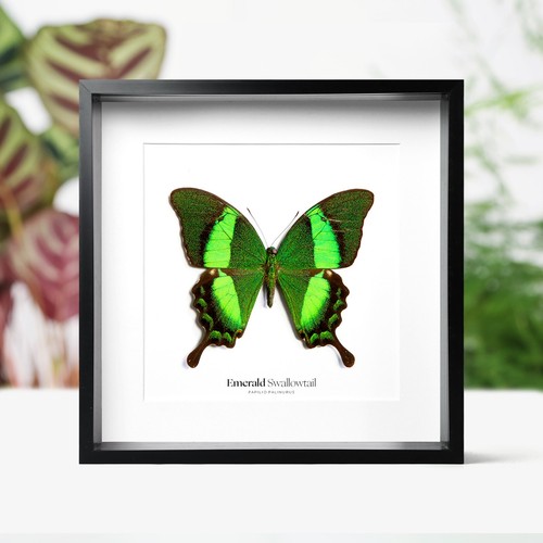 Emerald swallowtail butterfly - emerald,