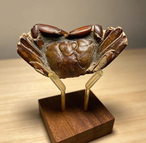 Fossil crab complete - crab,,
