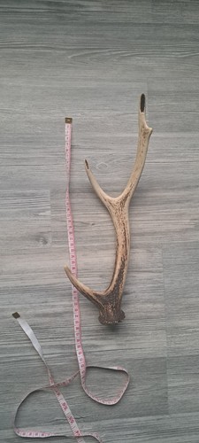 Natural shed sika deer - shed,