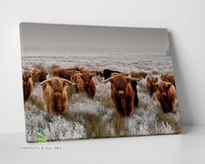 HIGHLAND COWS Field Canvas Art