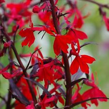 Lobelia Cardinalis Queen Victoria Pond Plant in 9cm Pot - Red  Cardinal Flower
