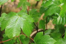 SYCAMORE TREE 1FT £5 EACH PLANT GARDEN 