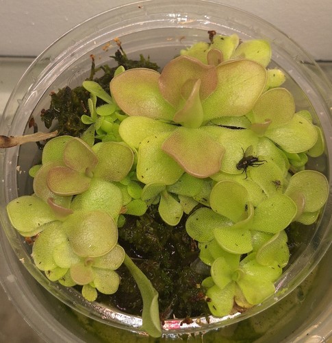 Pinguicula weser offset - weser,