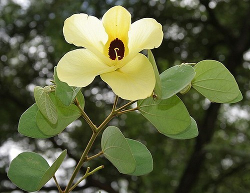Bauhinia tomentosa thomas - bauhinia, st
