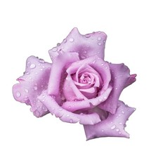 Bush Rose Plants - 'Blue Moon'