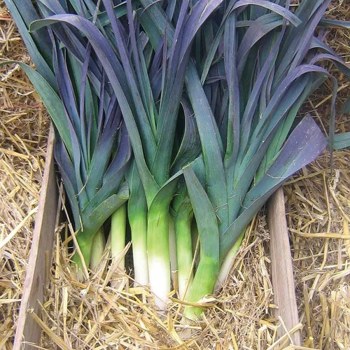 Leek seeds hardy - hardy, vegetable