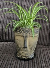 Chlorophytum ‘Variegatum’