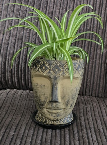Chlorophytum variegatum - chlorophytum, ‘variegatum’