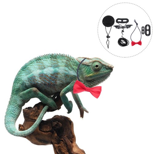 Set valentine bearded dragon - 1,