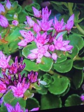 2 Caucasian Stonecrop, Dragons Blood plants in 10.5cm pots approx. Pink Flower