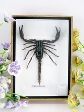 Huge real scorpion -