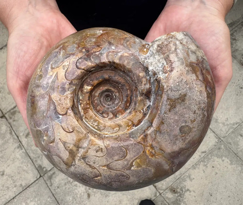 Pseudoschistoceras gigas - , –