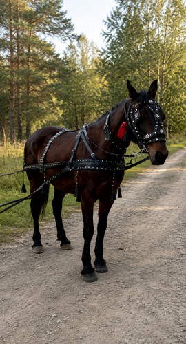 Leather draft horse harness - leather,