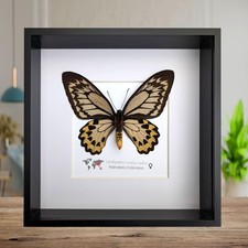 Framed ornithoptera croesus