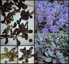 8 X Ajuga - BARE ROOTED -