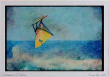 Sailing 339058 O'Neill Cup