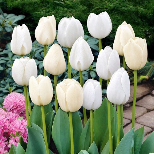 100 white mixed - 5, 50