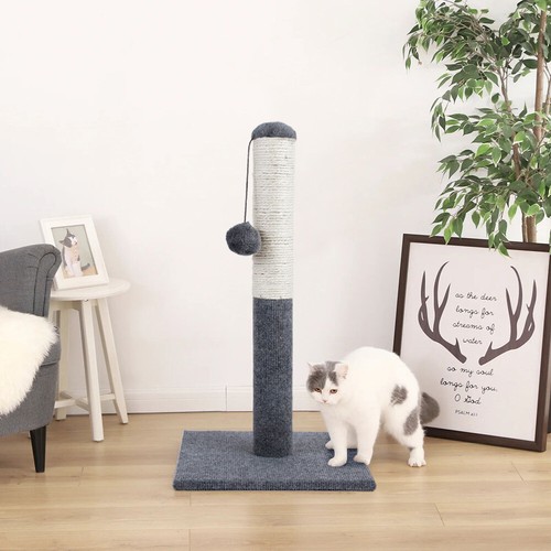 55cm tall large cat - cat, scratching