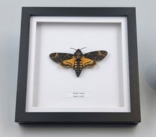 Acherontia Atropos Death's