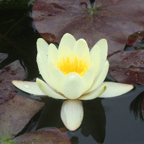 Mature yellow water lily - 1,